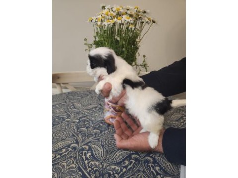 Erkek şitsu bebeğimizin ailesi olmak istermisiniz?