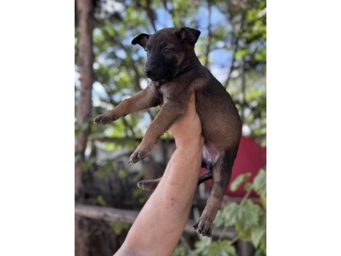 Malinois safkan bebekler her ile yollarım