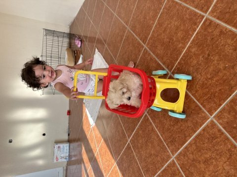2,5 aylık dişi maltipoo terrier