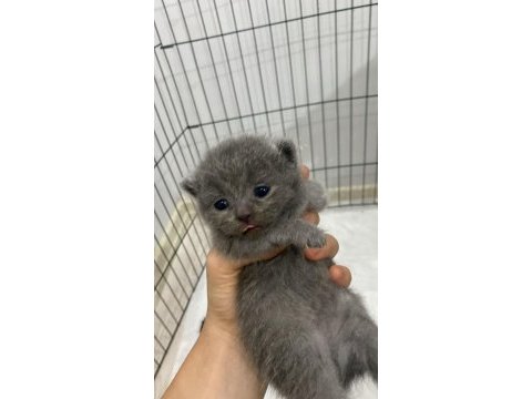 Tabby ve british shorthair yavrular