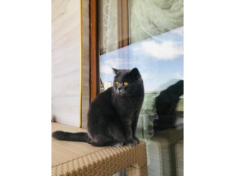British shorthair kedimiz 2 yaşında