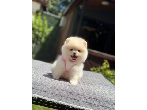 Pomeranian yavrular 2 aylık