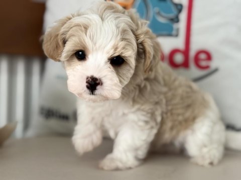 Petmode köpek çiftliğinden tea cup kore maltipoo