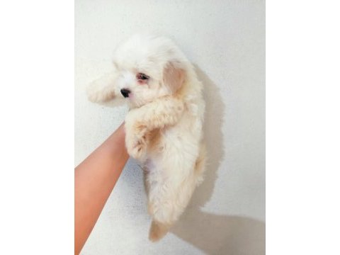 Dişi ve erkek yavru maltipoo