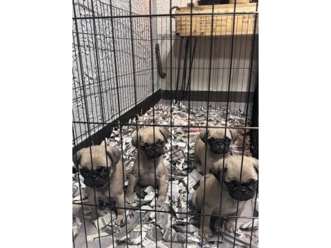 Irk ve sağlık garantili pug mops bebekler