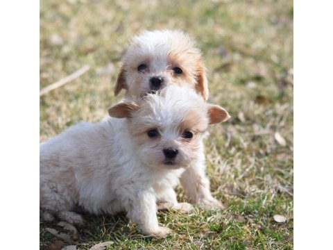 Sıfır boy maltipoo yavrular