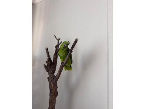 Sarı ense amazon papağanı