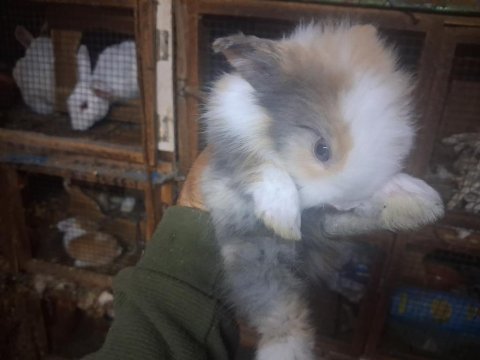 1 aylık hollanda lop tavşan yavruları