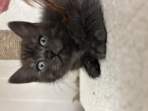 Maviş çok uysal yavru british shorthair