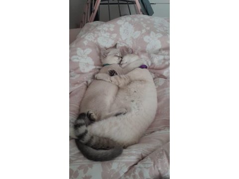 3 aylık erkek british shorthair