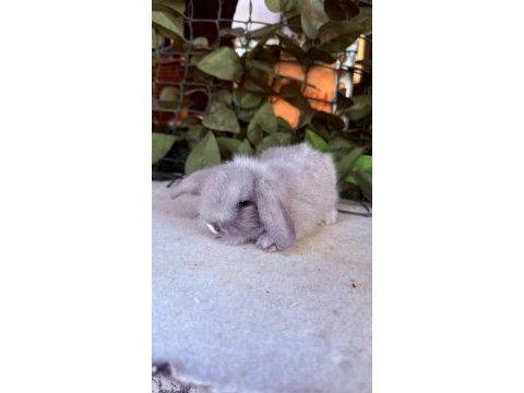 Safkan hollanda lop ve cüce tavşanlar