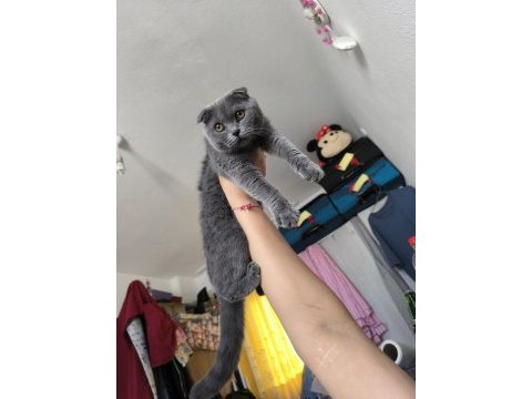 Scottish fold popcorn uma iyi bakacak aile arıyoruz