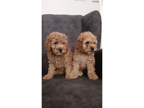 Toy poodle yavru köpeklerimiz