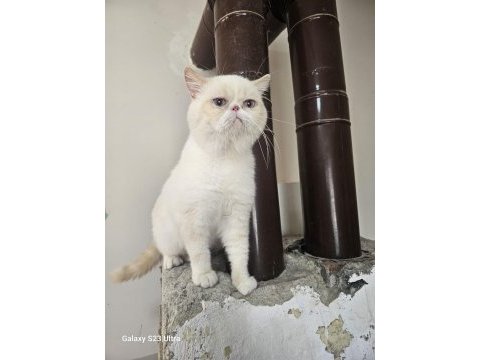 Exotic shorthair erkek aktif