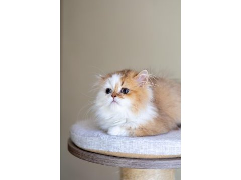 3 aylık safkan british longhair bicolor by11 03