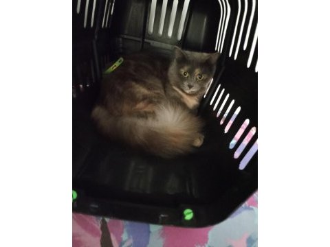 Yeni yuvasını arıyor british shorthair