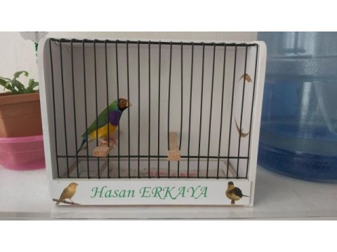 Erkek goldian finch