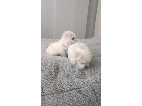 Oyuncu kore maltese bebekler