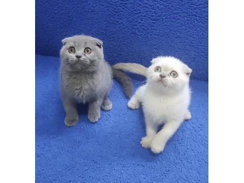 İstanbul içi 7/24 adrese teslim scottish fold ponçikler