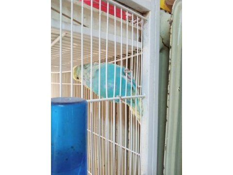 Şov jumbo yavru muhabbet kuşu