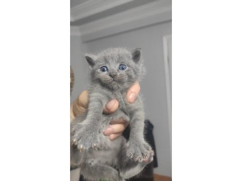 Çok tatlı british shorthair ve scottish yavrular