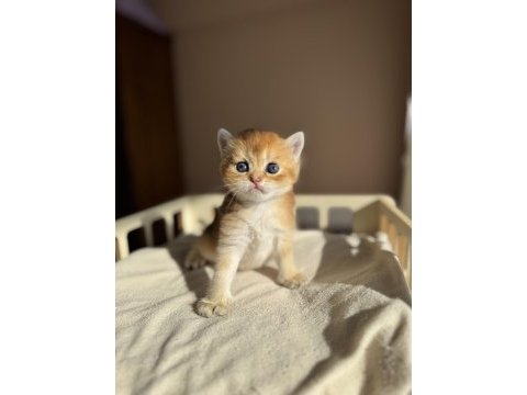 Ny11 ny12 mükemmel kalite golden british shorthair