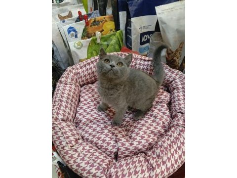 Yavru british shorthair gayet sağlıklı