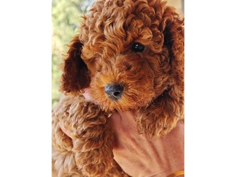 Toy poodle yavrular 3 erkek 1 dişi