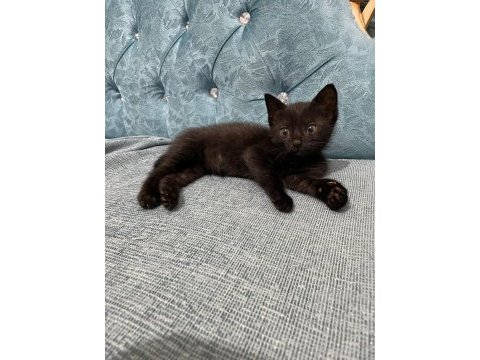 Ücretsiz sahiplendirme british shorthair