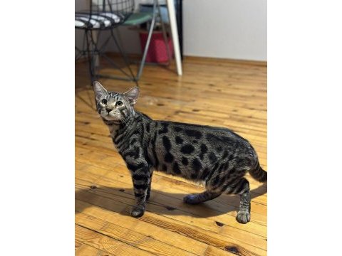Kaliteli sağlıklı bengal kedisi yavrular