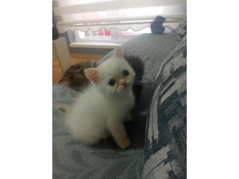 2 aylık red point mavi gözlü exotic shorthair