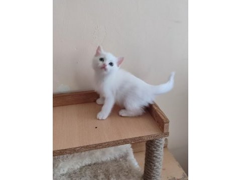Alanya scottish fold ve straight beyaz gri erkek yavrular