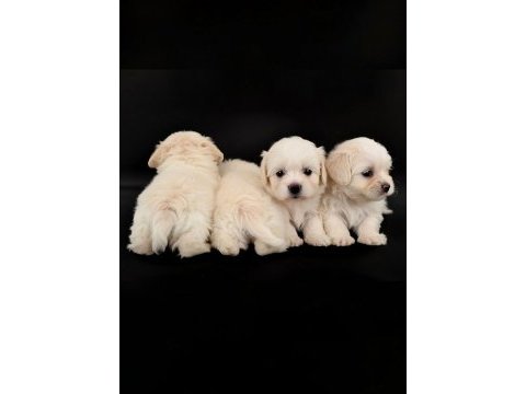 Orjinal maltese terrier yavrular
