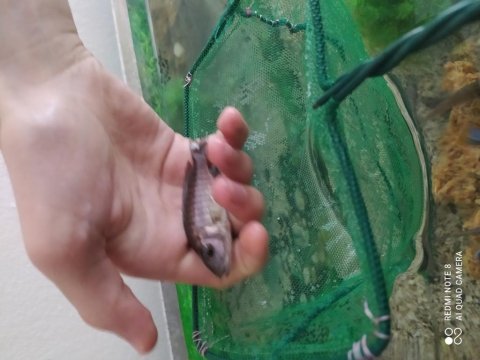 Damızlık dev ahliler 15 cm ve üzeri