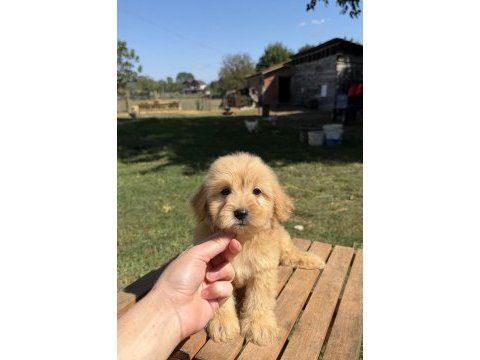 Sütlü kahveli küt burun maltipoo kızımız