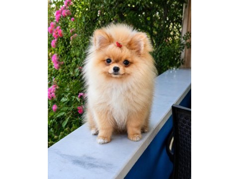 Mikro teacup sarışın güzeli pomeranian boo