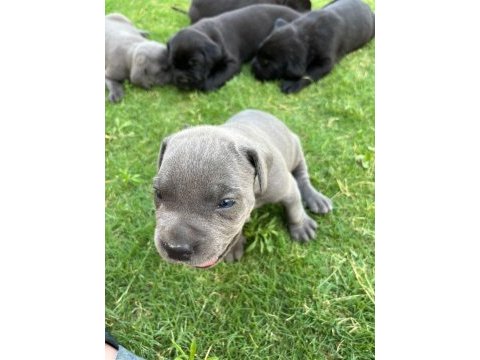 Safkan cane corso yavrularımız