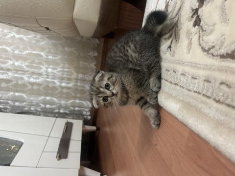 Yavru kedimiz