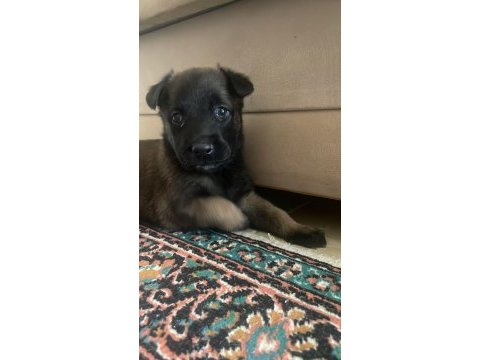 Belçika kurdu malinois