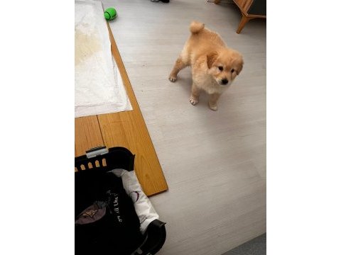 Dişi yavru golden retriever yavrum sahiplendirilecektir