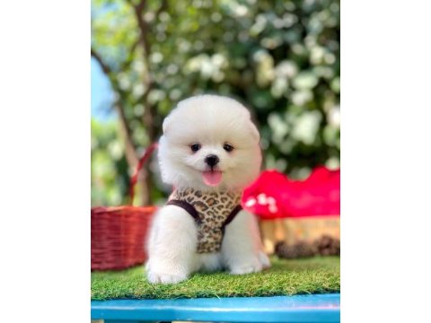 Safkan pomeranian bebeklerimiz