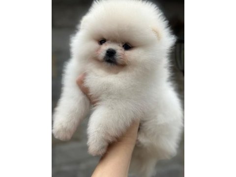 Pomeranian yavrularıma aile arıyoruz