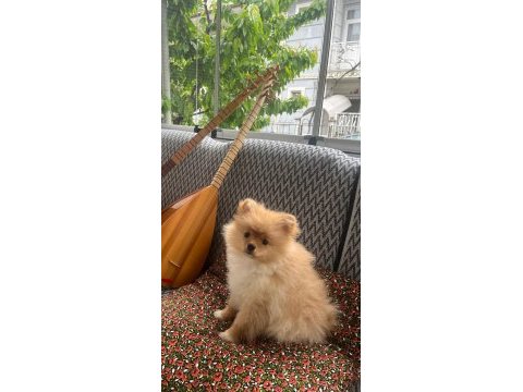 Pomeranian boo köpeğimiz