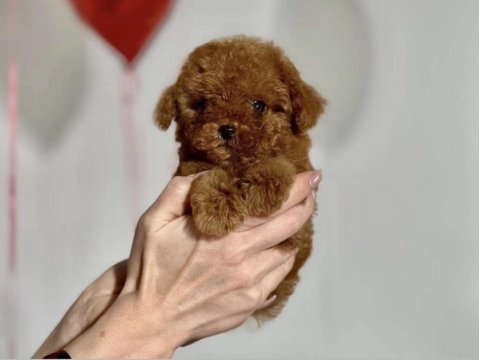 Toy poodle yavrumuz
