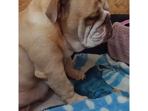 İngiliz bulldog yavrularımız ırk garantilidir