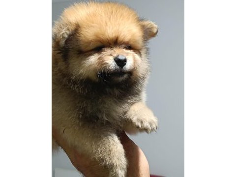 Pomeranian boo yavrularımız ırk ve sağlık garantili