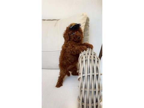 Ev ortamında red brown kore poodle yavrum