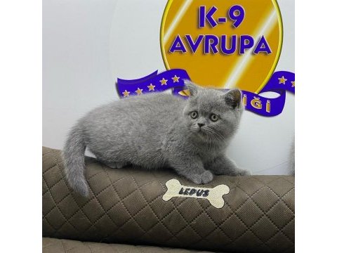 K9 avrupa çiftliğinden brtish ve scottish yavruları