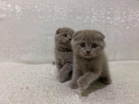 Safkan biblo güzelliğinde scottish fold