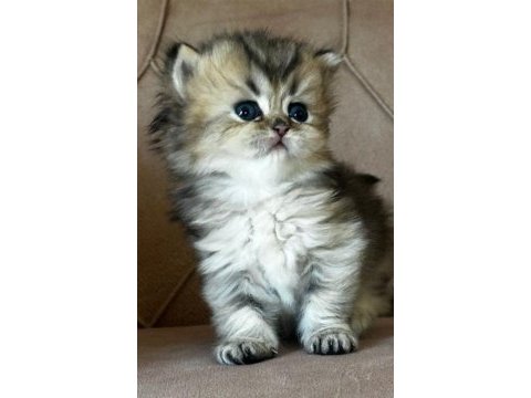 Safkan british longhair golden bebekler